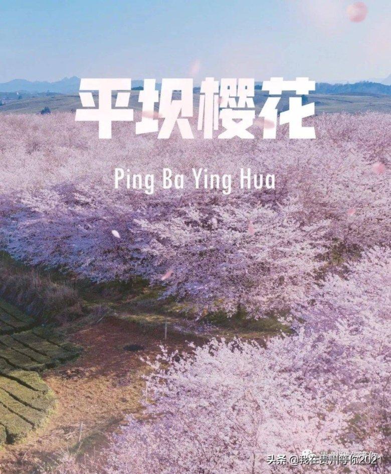飞扬的独眼鸟